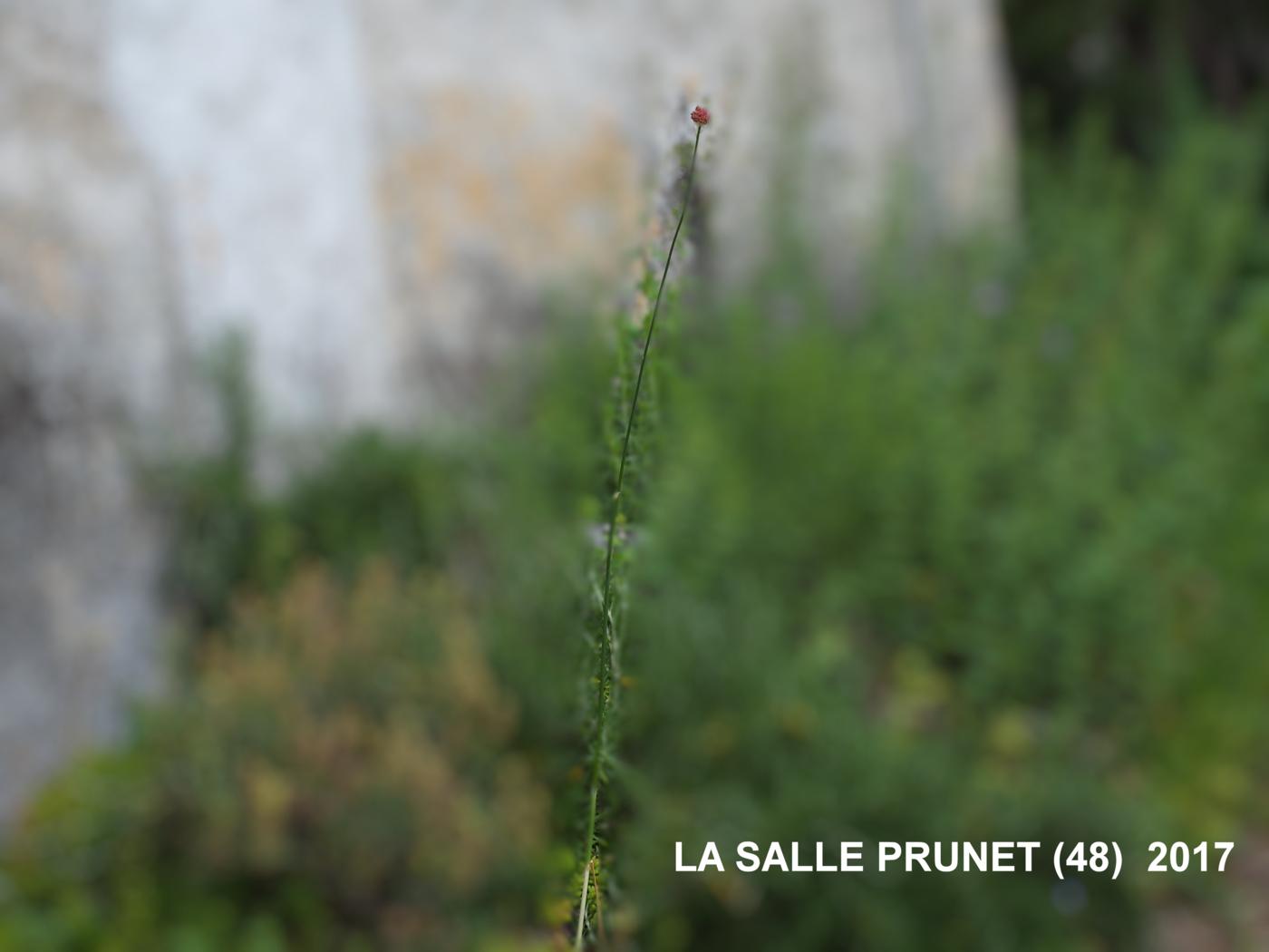 Garlic, Crow plant